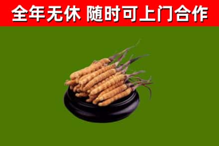 信丰县回收散虫草