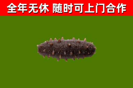 信丰县回收海参干